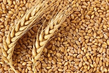 Россия начала поставки пшеницы в Саудовскую Аравию